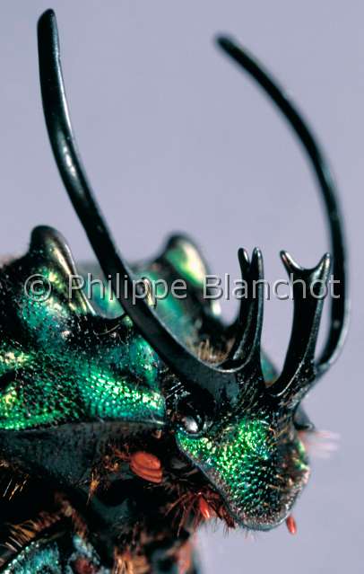 Proagoderus multicornis.JPG - in "Portraits d'insectes" ed. SeuilProagoderus multicornisScarabeeScarab beetleColeopteraScarabaeidaeOuganda